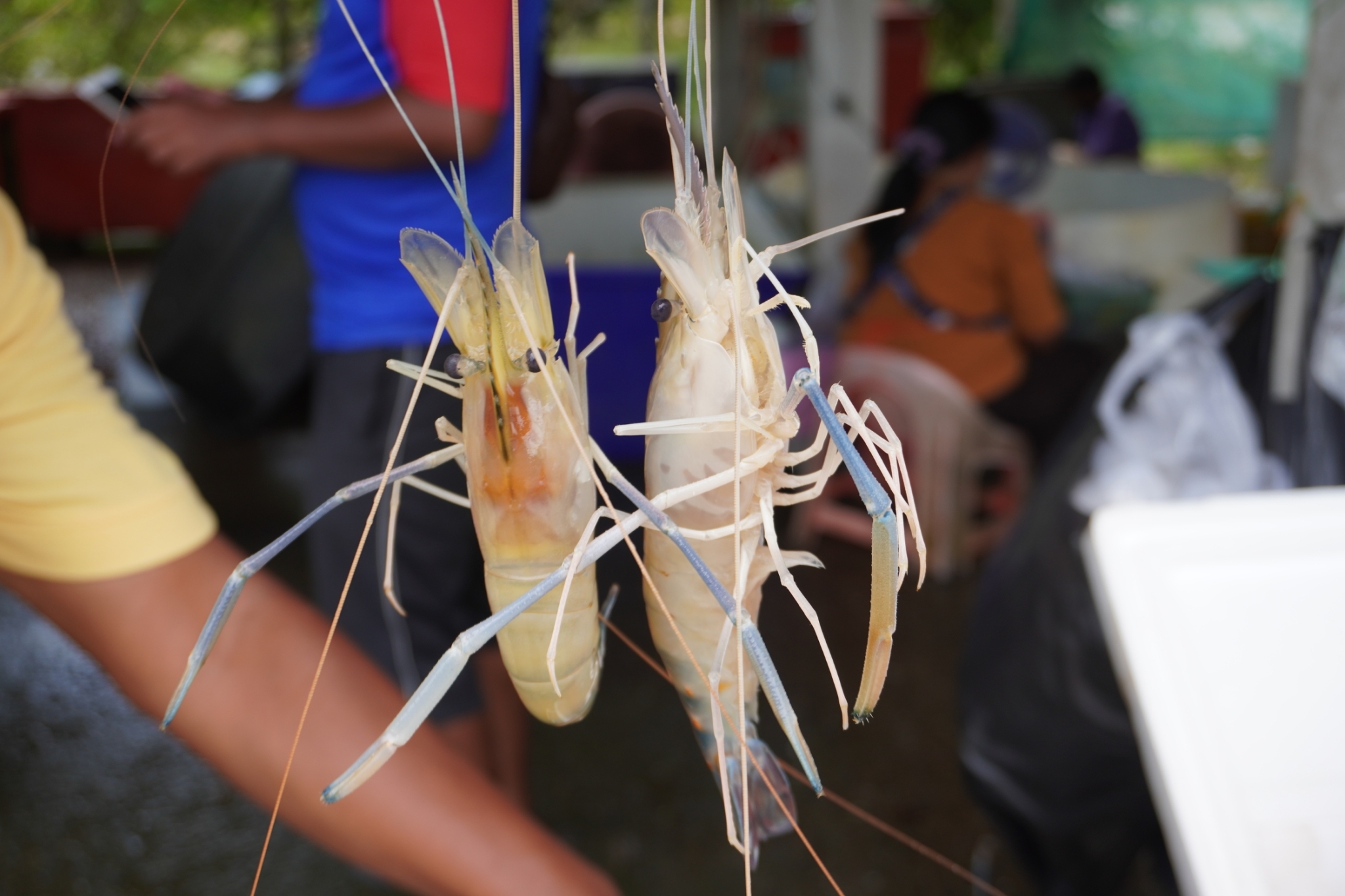 แพปลาพี่ฟ้า